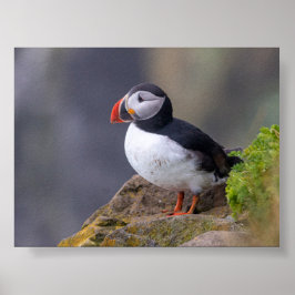 Papegaaiduiker in IJsland Poster