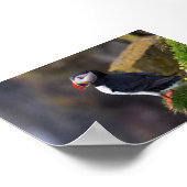 Papegaaiduiker in IJsland Poster (Hoek)