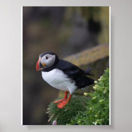 Papegaaiduiker in IJsland Poster