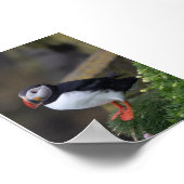 Papegaaiduiker in IJsland Poster (Hoek)