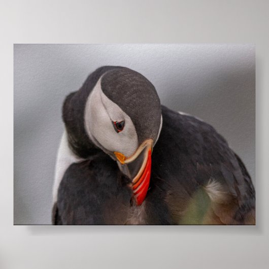 Papegaaiduiker in IJsland Poster (Voorkant)