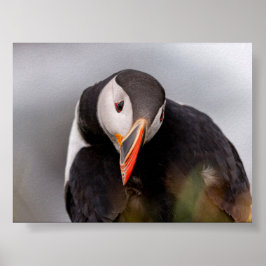Papegaaiduiker in IJsland Poster