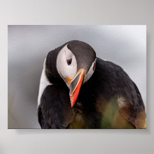 Papegaaiduiker in IJsland Poster (Voorkant)