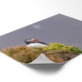 Papegaaiduiker in IJsland Poster (Hoek)