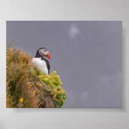 Papegaaiduiker in IJsland Poster