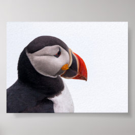 Papegaaiduiker in IJsland Poster