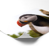 Papegaaiduiker in IJsland Poster (Hoek)