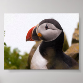 Papegaaiduiker in IJsland Poster
