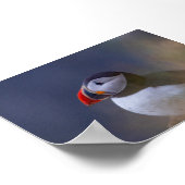 Papegaaiduiker in IJsland Poster (Hoek)
