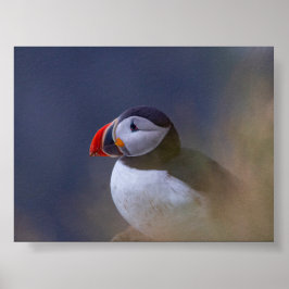 Papegaaiduiker in IJsland Poster
