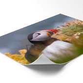 Papegaaiduiker in IJsland Poster (Hoek)