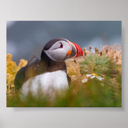 Papegaaiduiker in IJsland Poster (Voorkant)