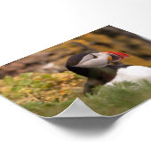 Papegaaiduiker in IJsland Poster (Hoek)