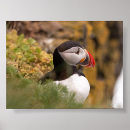 Papegaaiduiker in IJsland Poster