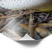 papegaaiduiker met edelstenen foto afdruk (Hoek)