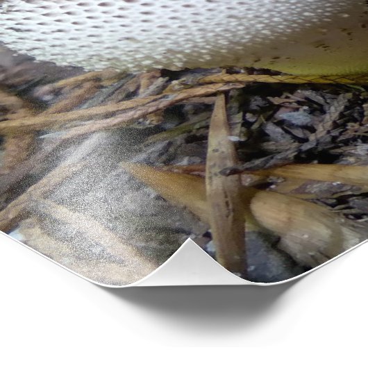 papegaaiduiker met edelstenen foto afdruk (Hoek)