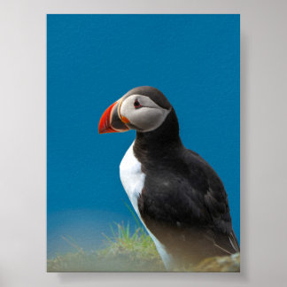Papegaaiduiker Poster