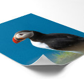Papegaaiduiker Poster (Hoek)