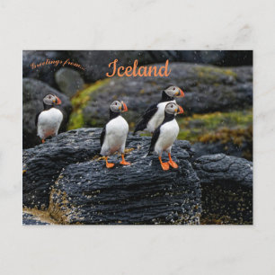 Papegaaiduikers in de regen in IJsland Briefkaart