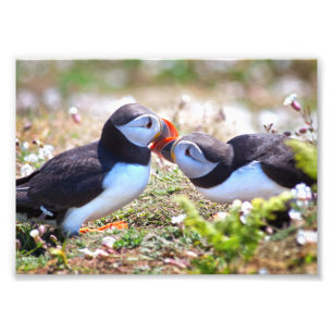 Papegaaiduikers Zoenend Print Foto Afdruk
