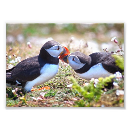 Papegaaiduikers Zoenend Print Foto Afdruk (Voorkant)