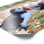 Papegaaiduikers Zoenend Print Foto Afdruk (Hoek)