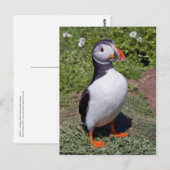 Papegaaiduikersansichtkaart Briefkaart (Voorkant / Achterkant)