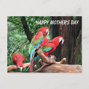 Papegaaien Gefeliciteerd Moederdag Briefkaart