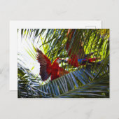 Papegaaien in Palmbomen Briefkaart (Voorkant / Achterkant)