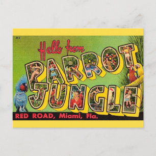 Papegaaien Jungle Miami Oude Ansichtkaart Briefkaart