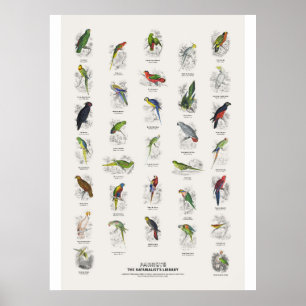 Papegaaien - Naturalist's Library Poster