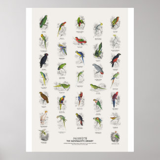 Papegaaien - Naturalist's Library Poster
