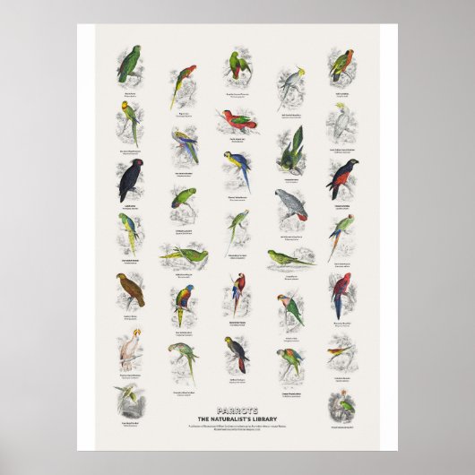 Papegaaien - Naturalist's Library Poster (Voorkant)