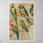 Papegaaien  Tropische Vogels Kleurrijk Poster (Voorkant)