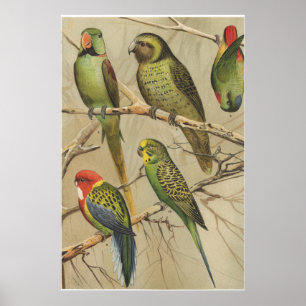 Papegaaien Tropische Vogels Kleurrijk Poster