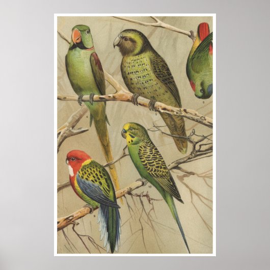 Papegaaien Tropische Vogels Kleurrijk Poster (Voorkant)