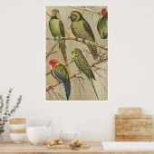 Papegaaien Tropische Vogels Kleurrijk Poster (Keuken)