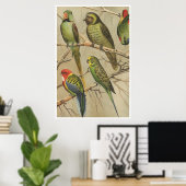 Papegaaien Tropische Vogels Kleurrijk Poster (Thuiskantoor)