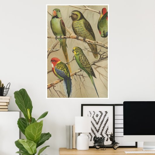 Papegaaien  Tropische Vogels Kleurrijk Poster (Thuiskantoor)