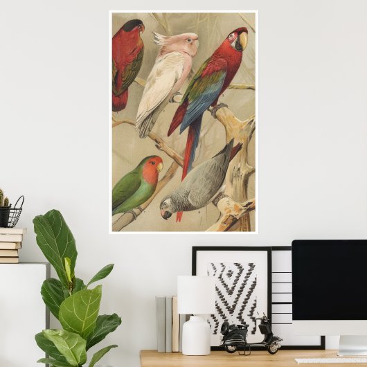 Papegaaien Tropische Vogels Kleurrijk Poster (Thuiskantoor)