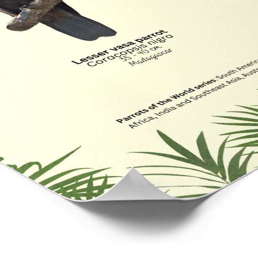 Papegaaien van de wereld - Afrika Poster (Hoek)