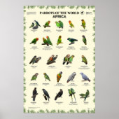 Papegaaien van de wereld - Afrika Poster (Voorkant)