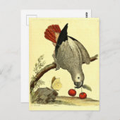  papegaaien, vogelillustratie, Bohemen Briefkaart (Voorkant / Achterkant)