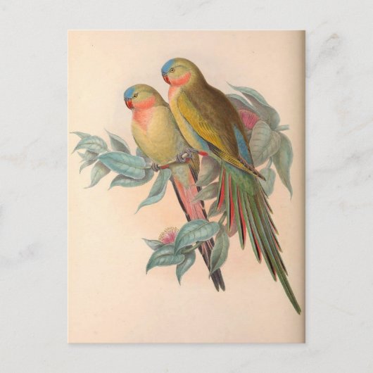papegaaien, vogelillustratie, Bohemen Briefkaart (Voorkant)