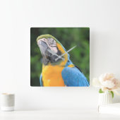 Papegaaienklok Vierkante Klok (Huis)