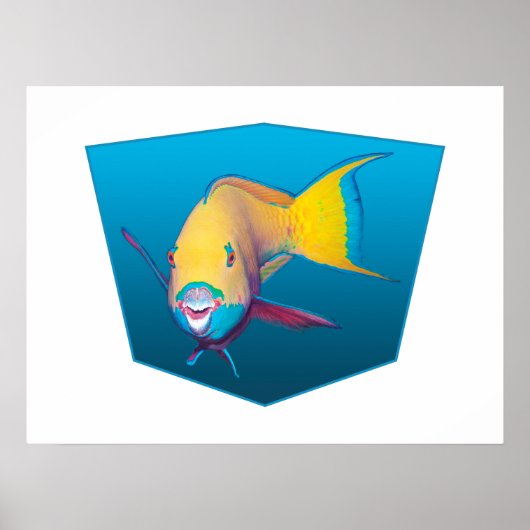Papegaaivis - Verloop blauwe achtergrond |  Poster (Voorkant)