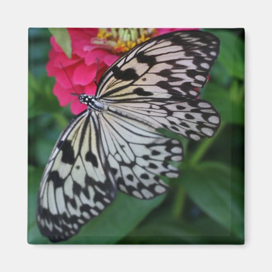 Paperkite Butterfly Magneet (Voorkant)