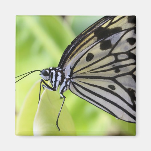 Paperkite Butterfly Magneet (Voorkant)