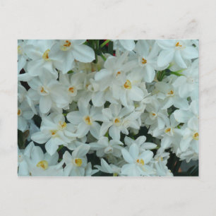Paperwhite Narcissus Delicate White Flowers Briefkaart