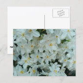 Paperwhite Narcissus Delicate White Flowers Briefkaart (Voorkant / Achterkant)